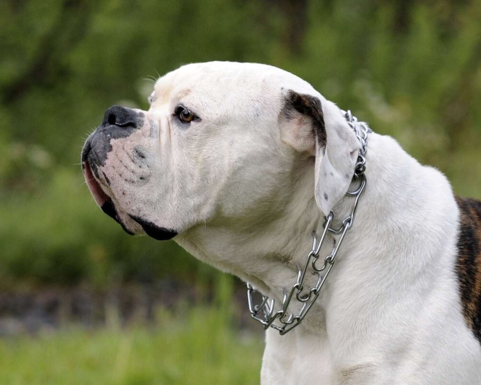 Американский бульдог Мадлен