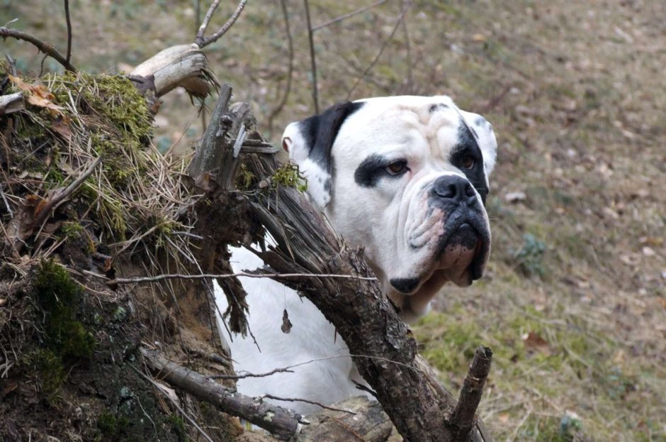 Американский бульдог и телки