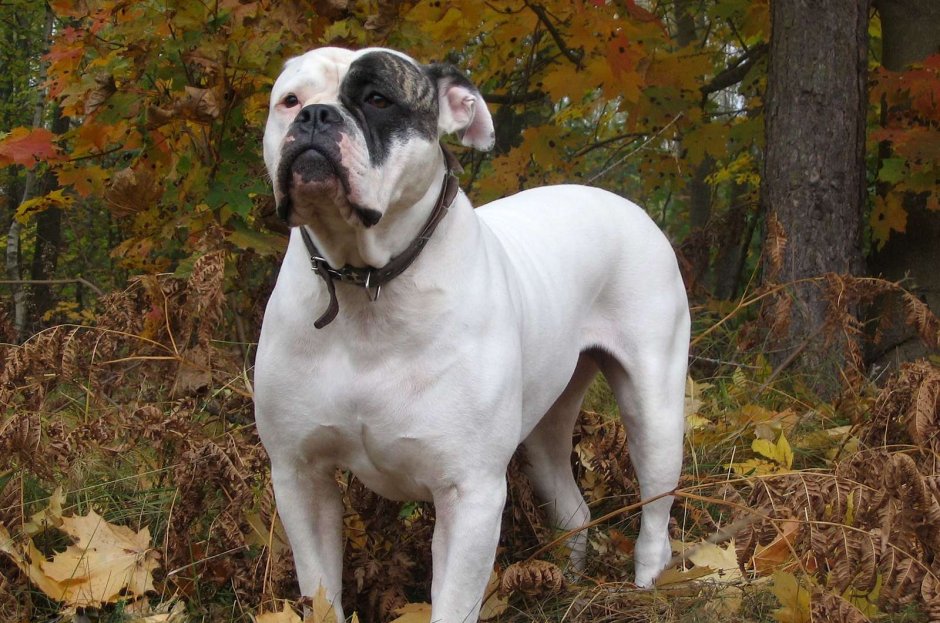 Американский бульдог Тип Джонсона