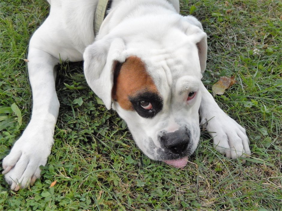 Американский бульдог