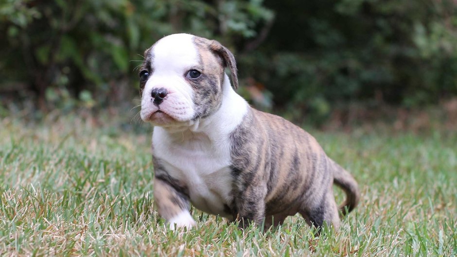 Американский бульдог у Розенбаума