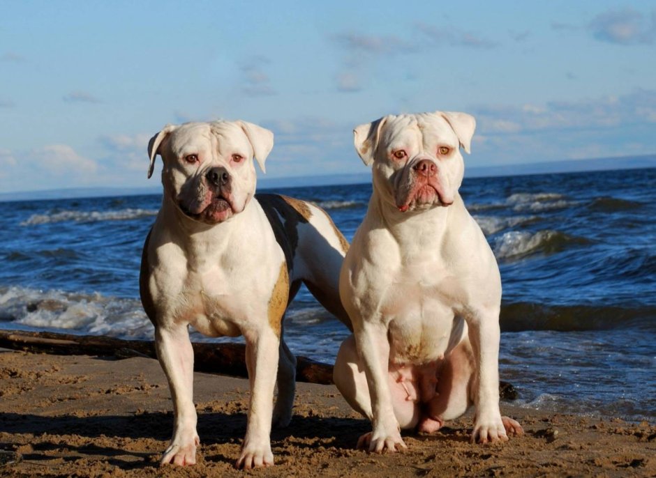Собаки породы американский бульдог