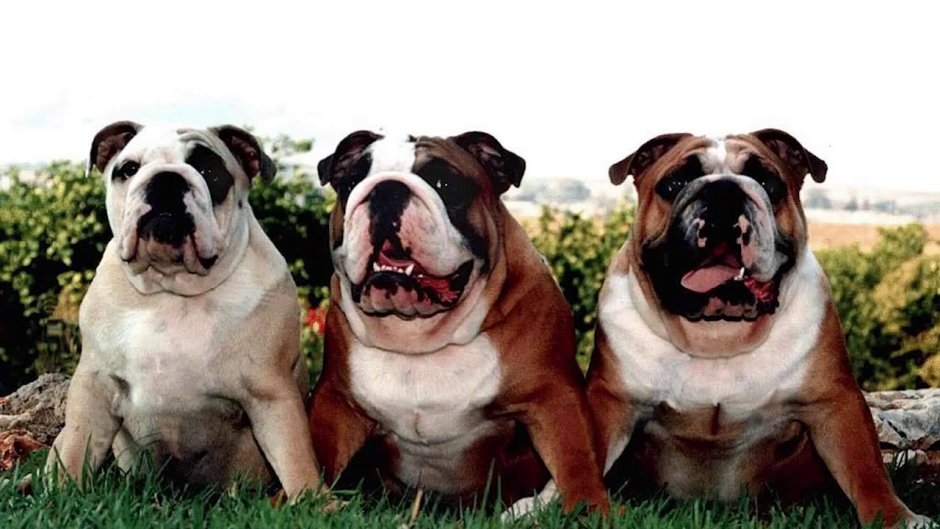 Американский бульдог белый