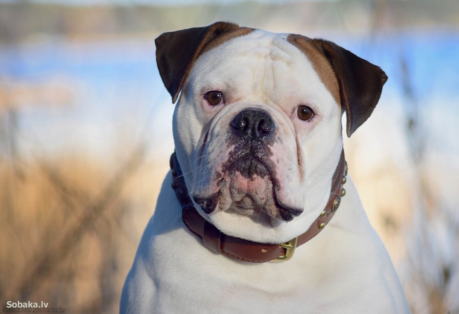 Американский бульдог Калиостро