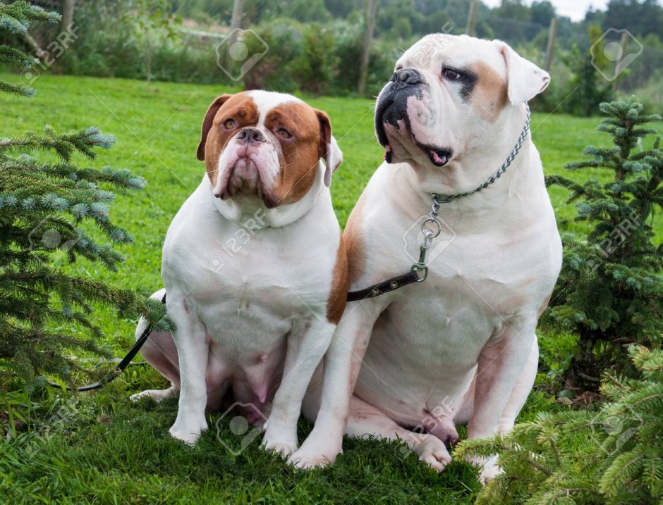 Много английских бульдогов