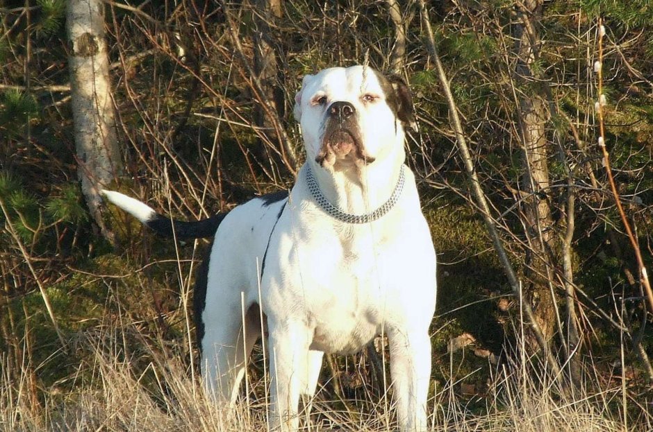 Тигровый амбуль