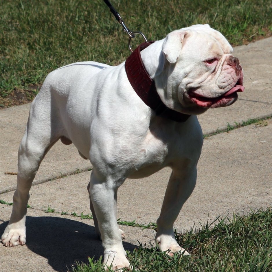 Американский бульдог великан