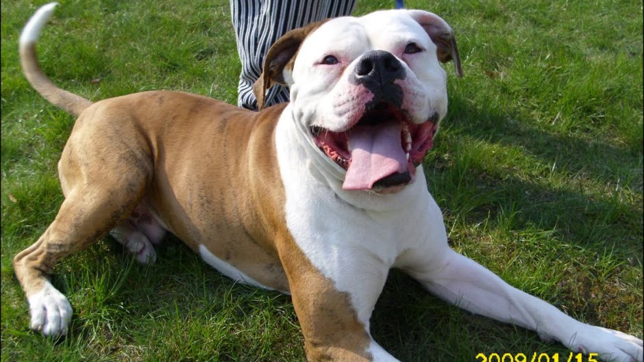 Американский бульдог Бойцовский