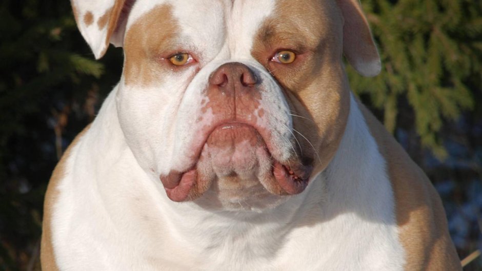 Американский бульдог карликовый