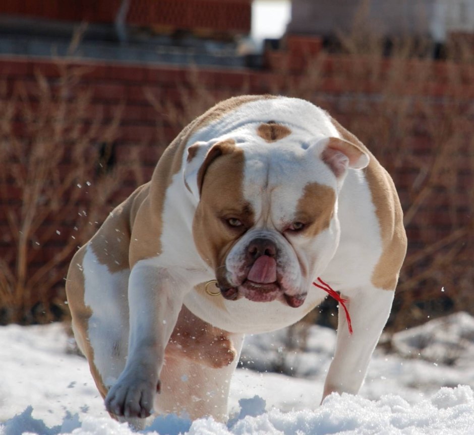 Собаки породы американский бульдог