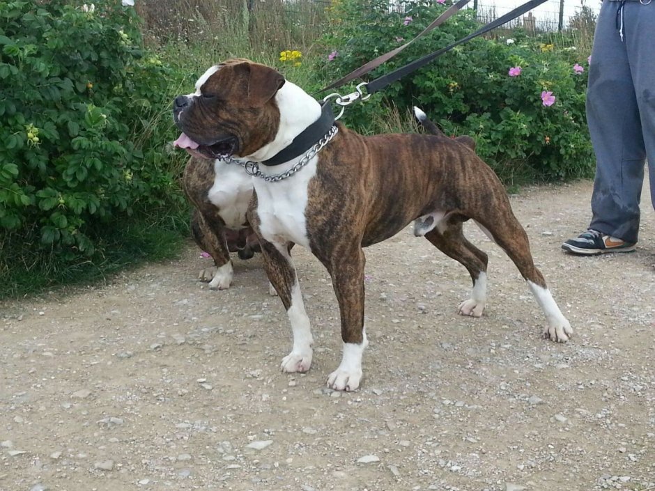 Американский бульдог белый