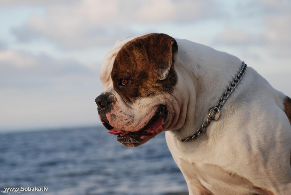 Американский бульдог с купированными ушами фото