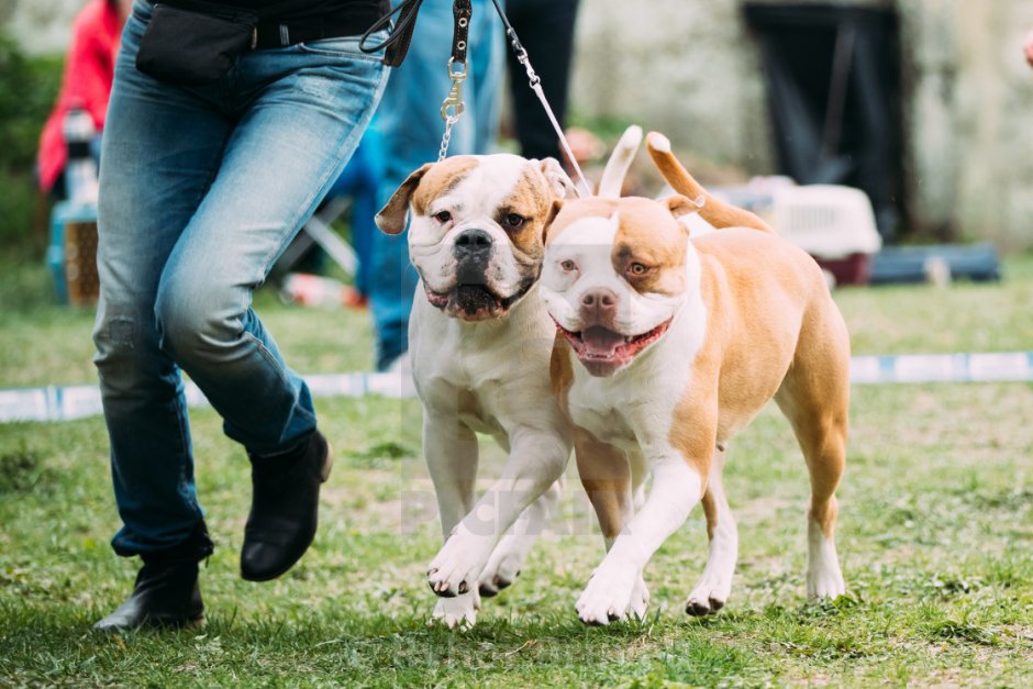 Американский бульдог хватка