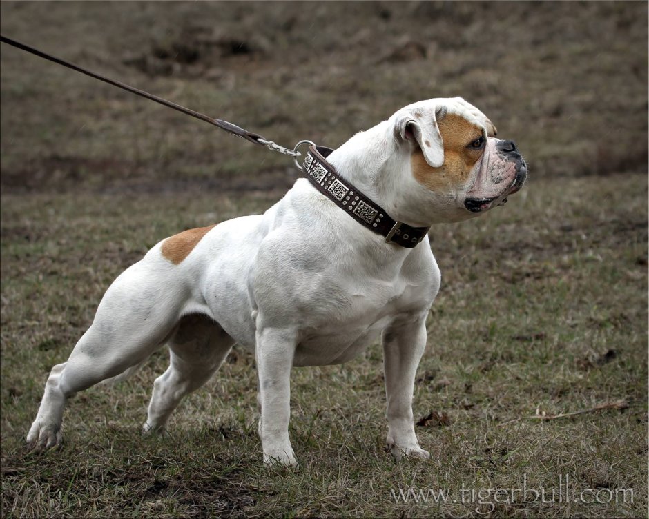 Американский бульдог злой