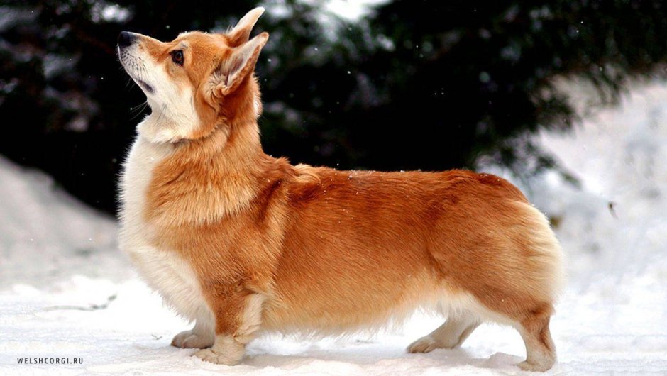 Фенек и корги