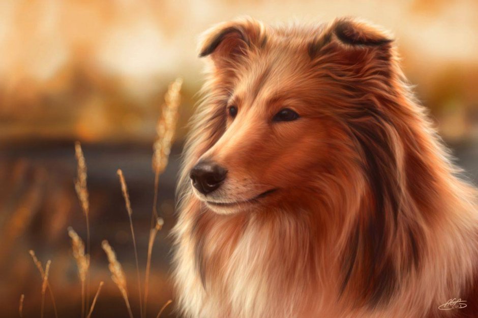 Колли рыжая