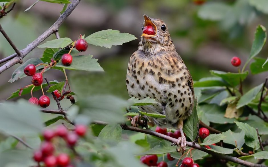 Дрозд-деряба (turdus viscivorus)