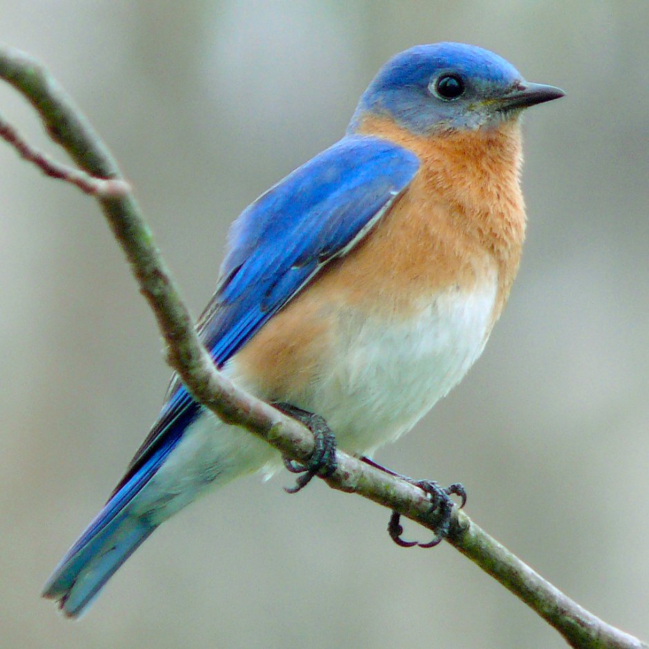 Дрозд-рябинник (turdus pilaris)