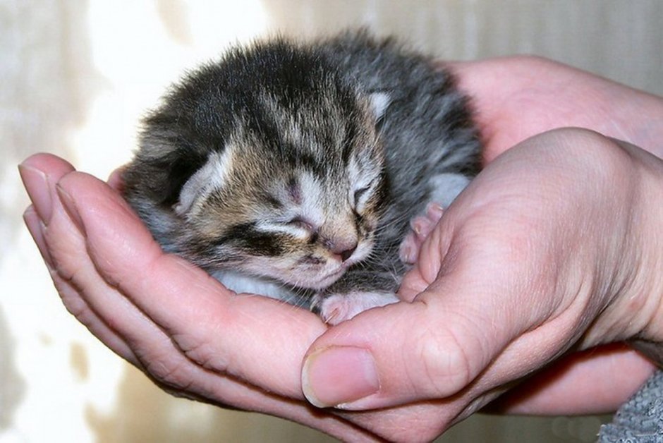 Очень маленькие котята