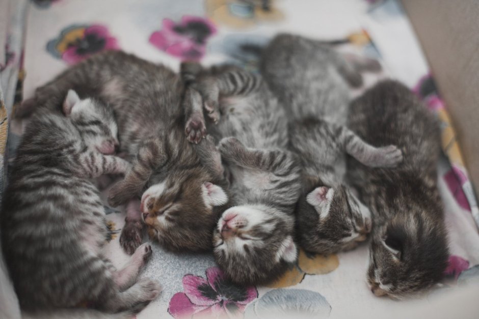 Семеро котят