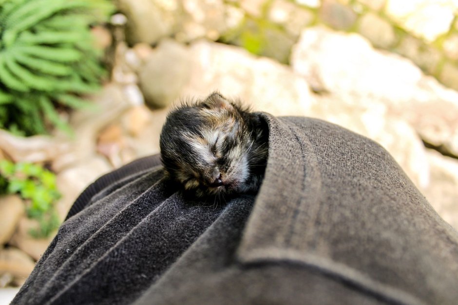 Oriental Newborn Cat