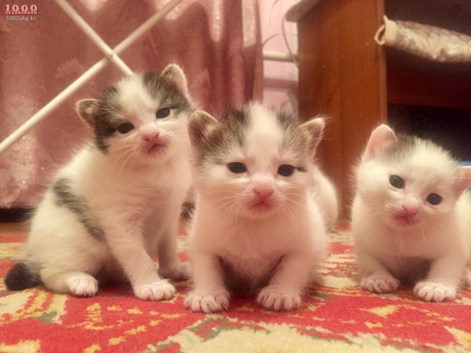 2х недельный котенок