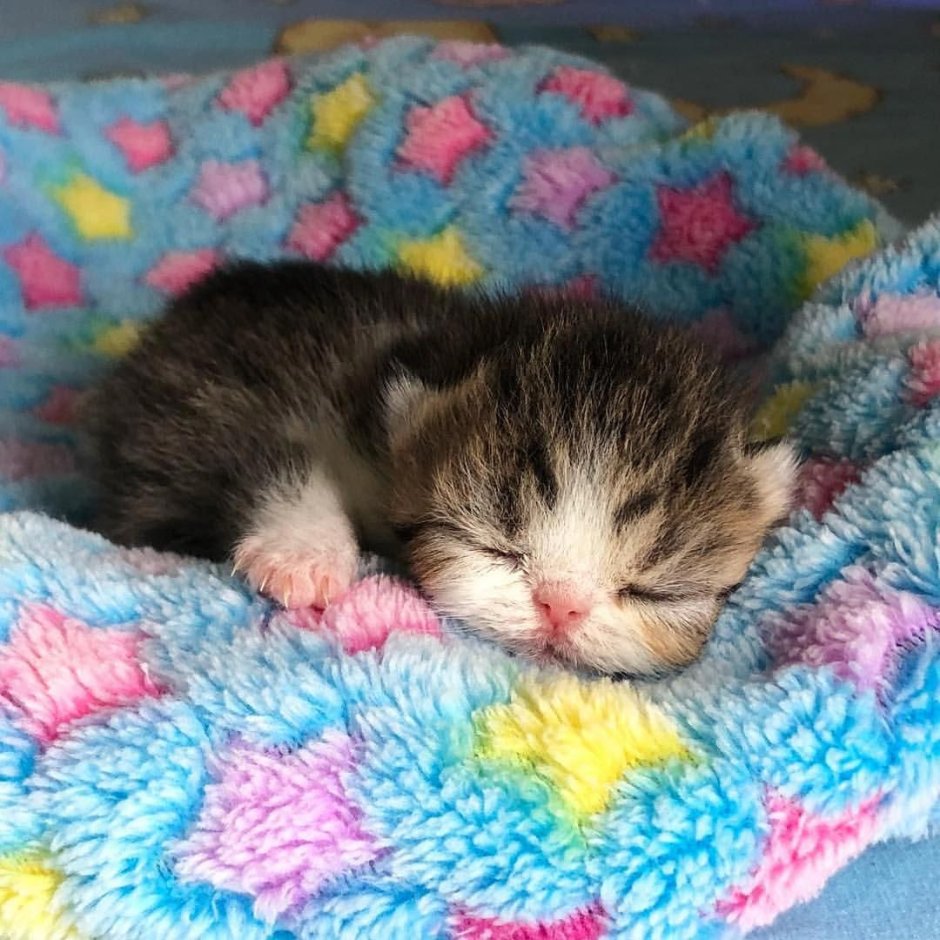Маленький спящий котенок