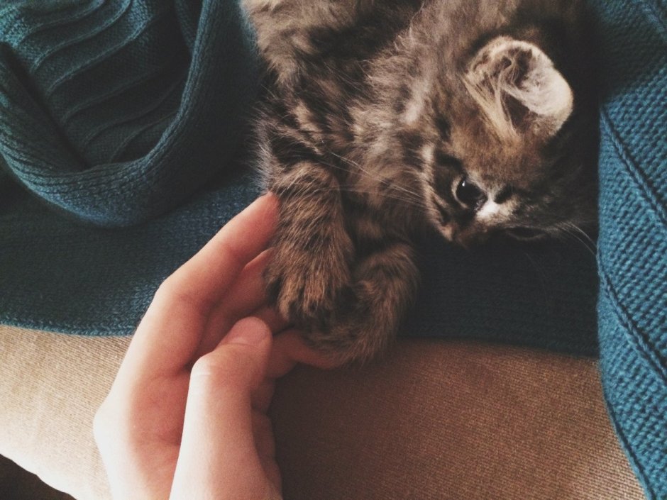Котенок на руках