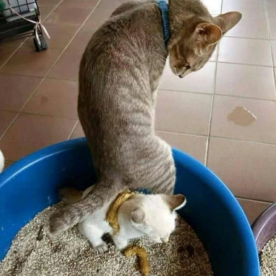 Коты какают