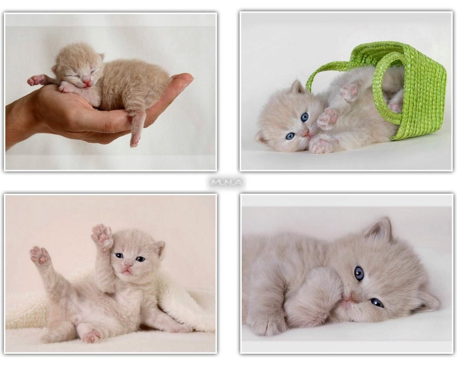 Как красиво сфоткать котят