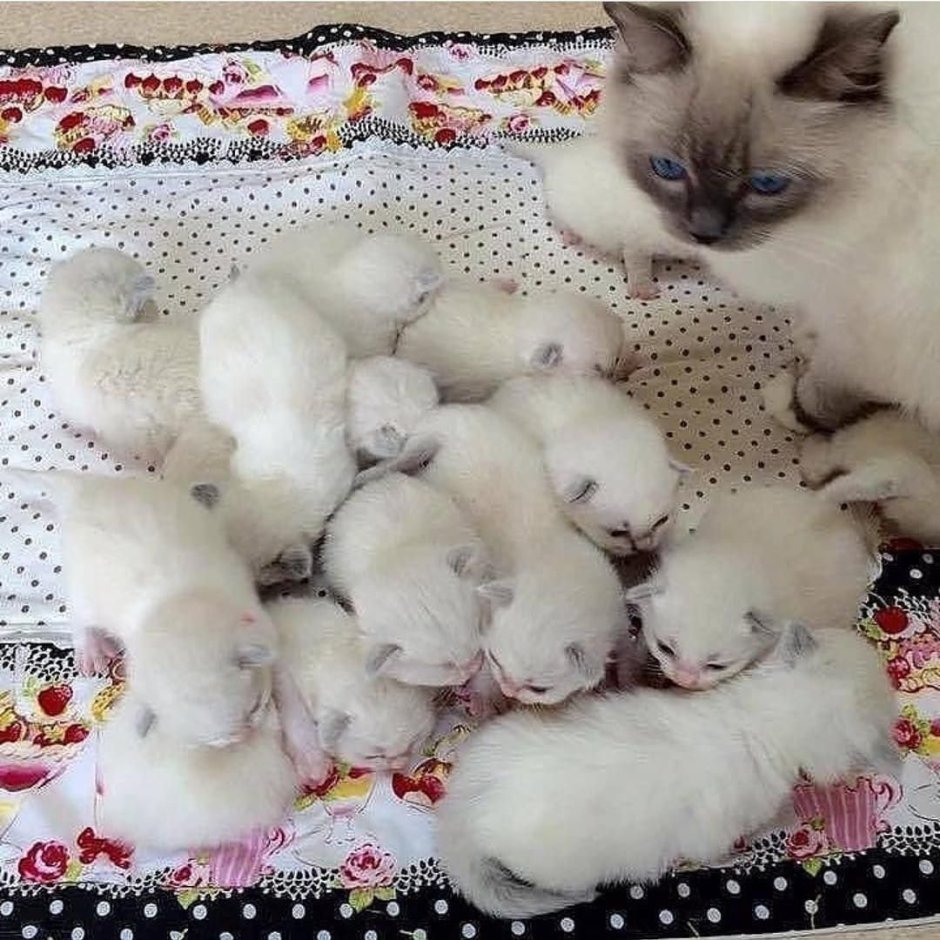 14 Котят