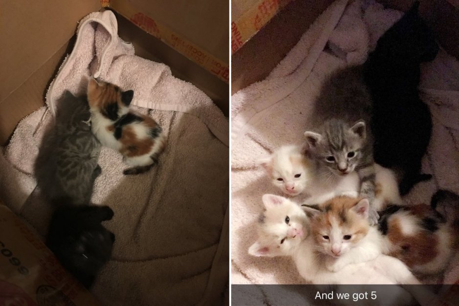 Фотография щенят и котят брошенных