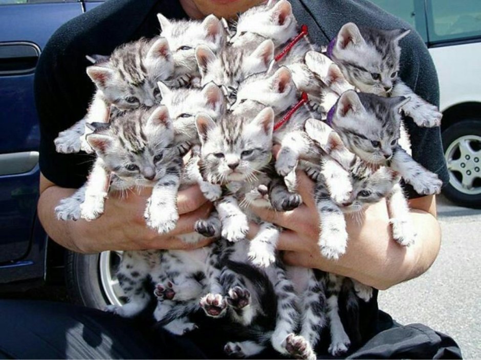 Кот с букетом