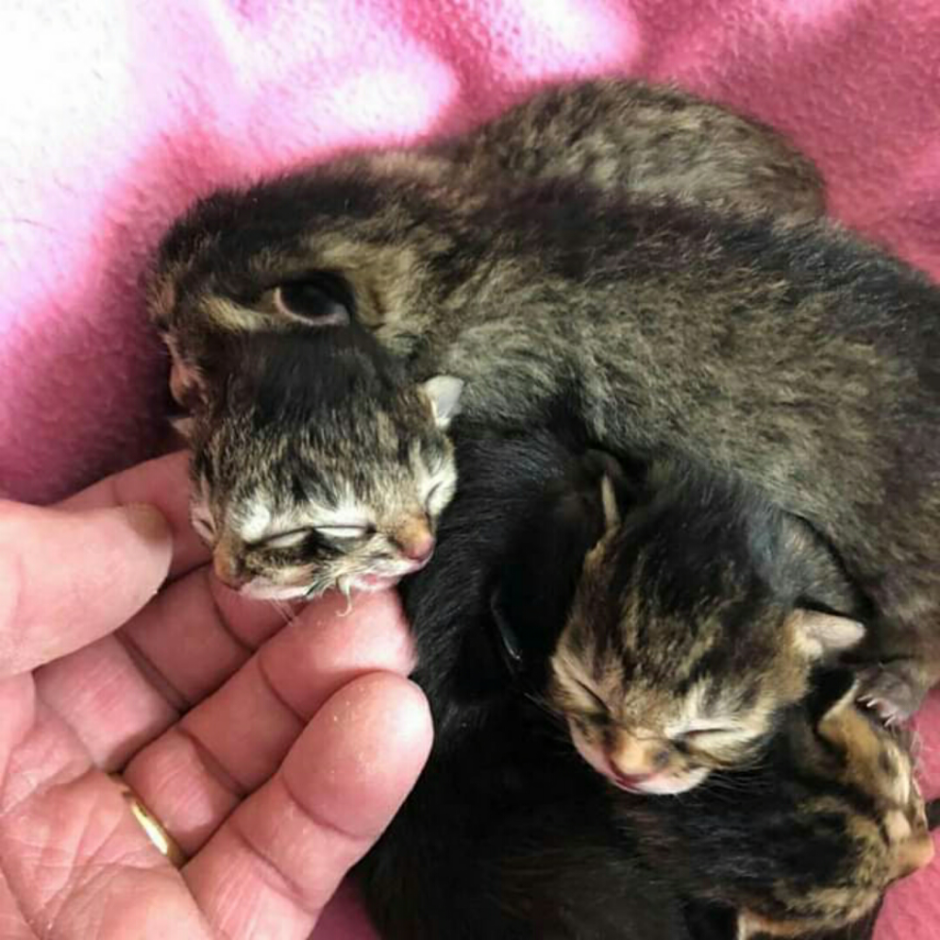 Двуликий кот Фрэнк и Луи