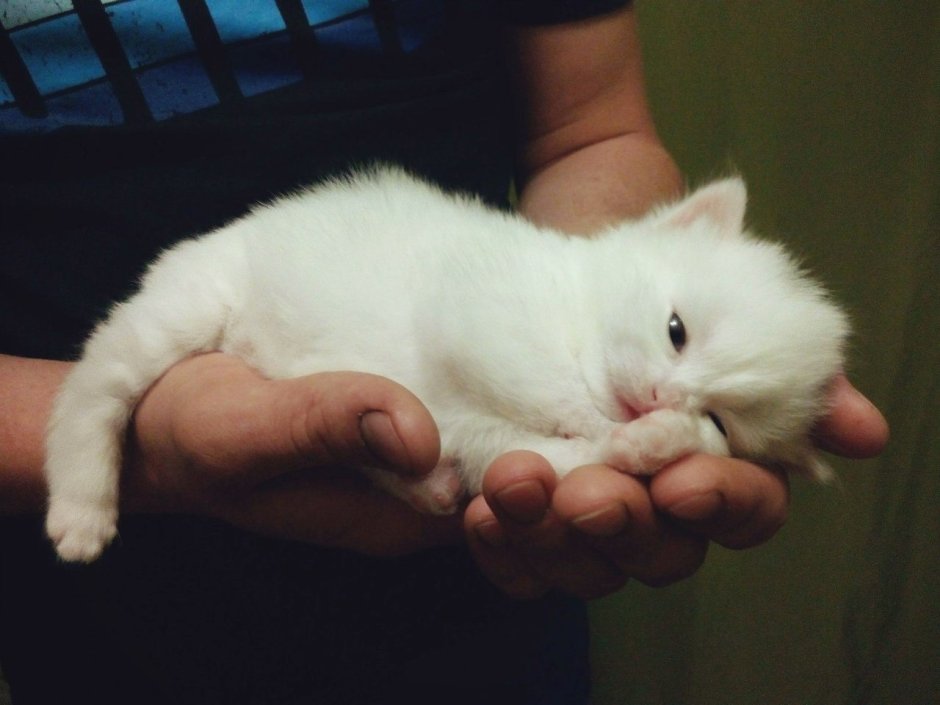 Белый котенок