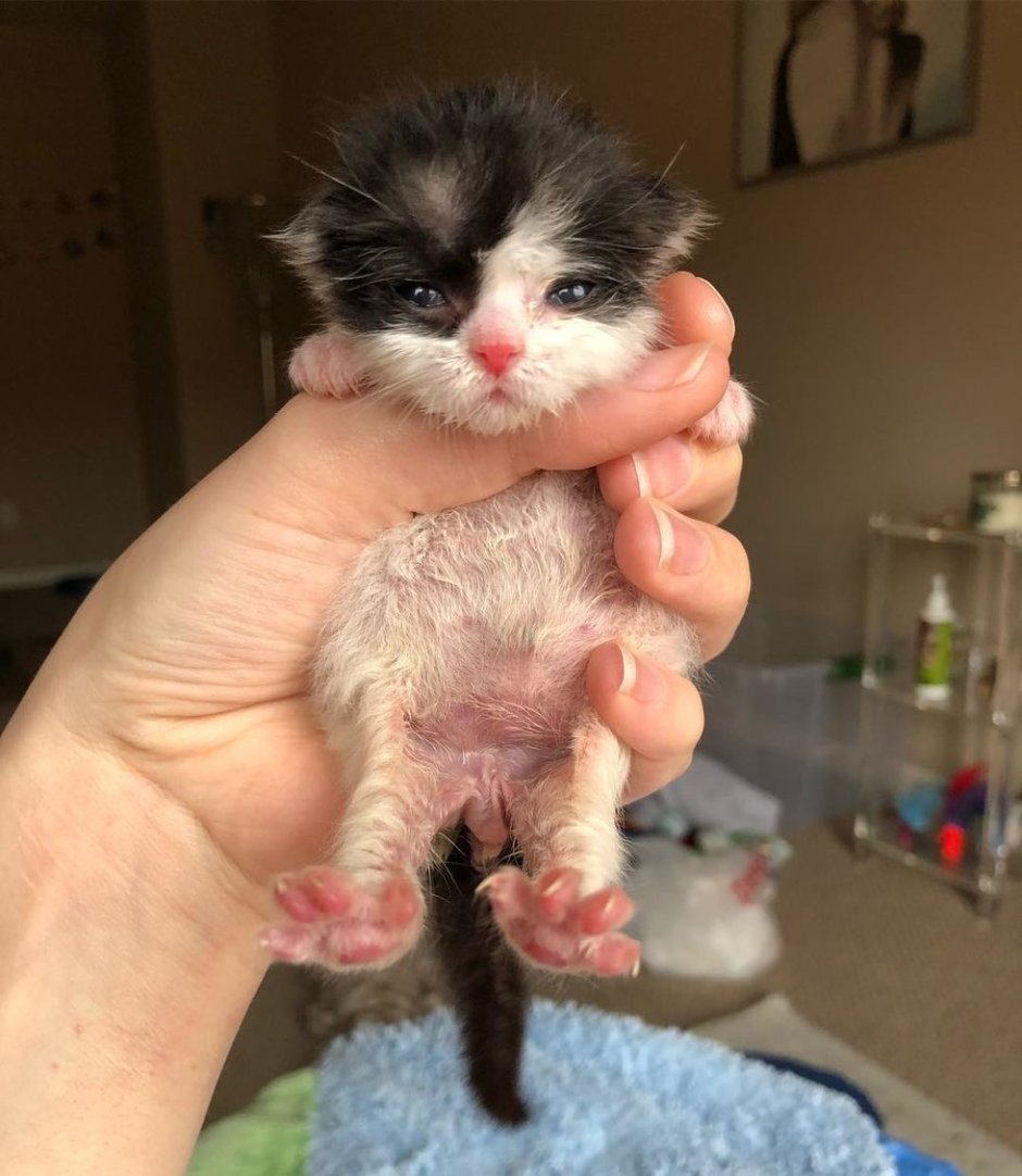 Крошечный котенок