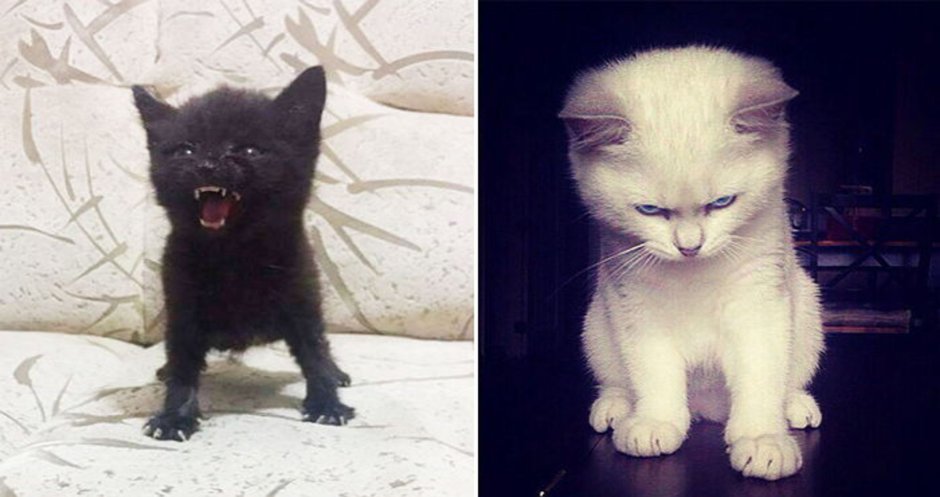 Котята которые злятся