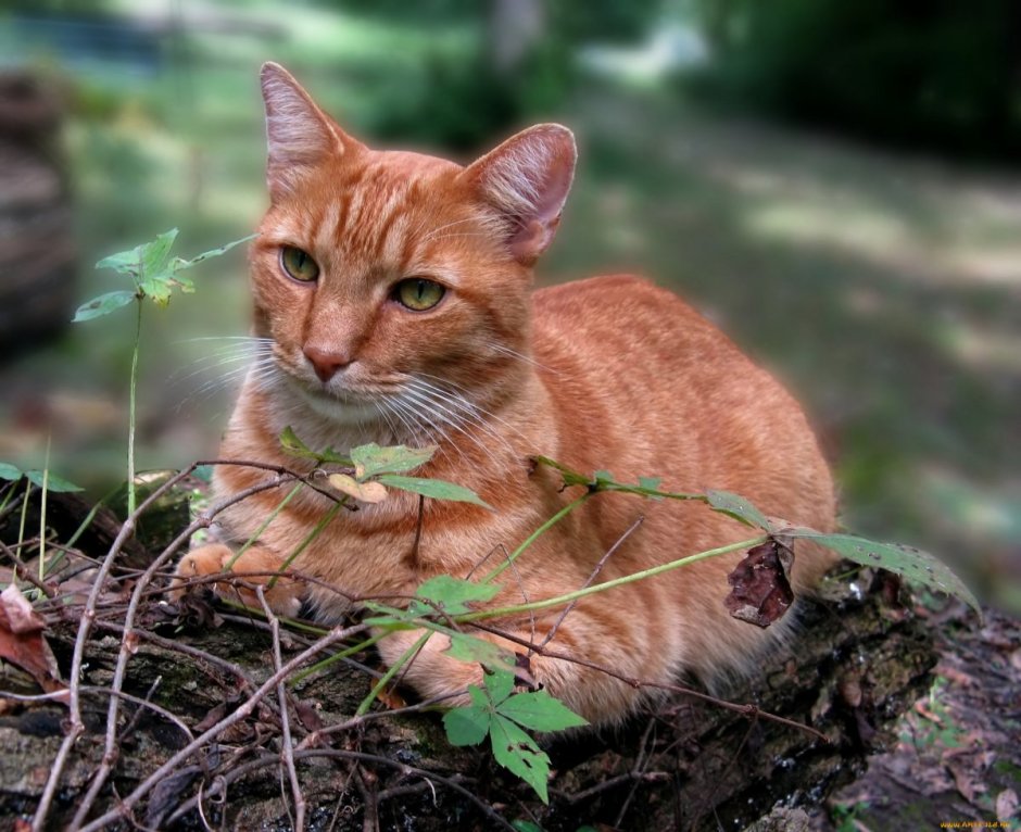 Коты ирландской породы