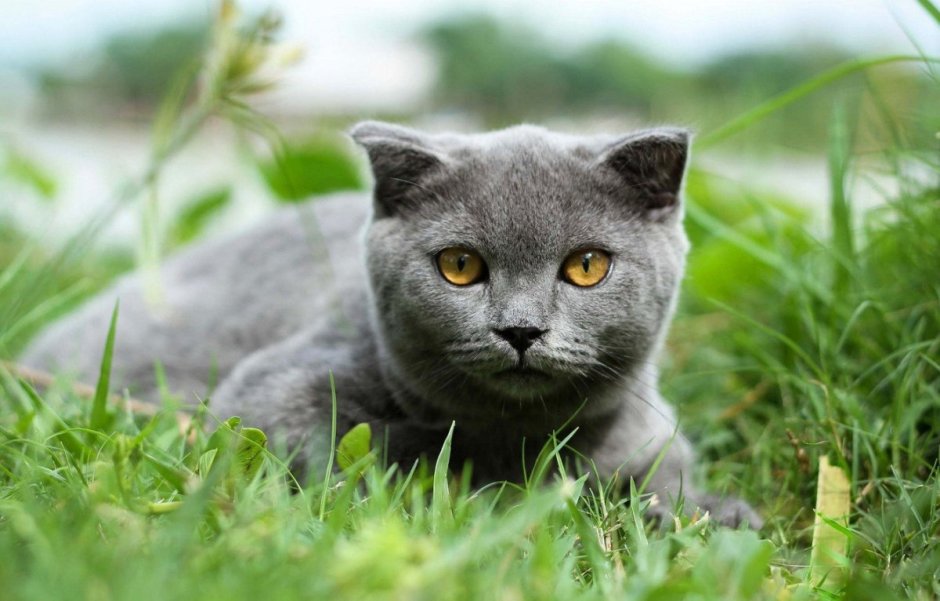 Британская кошка серая