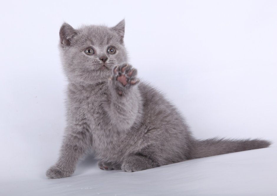 Ирландская голубая кошка