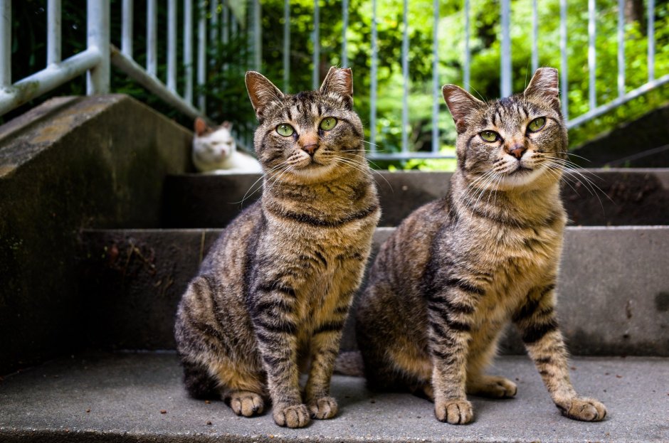 Коты братья