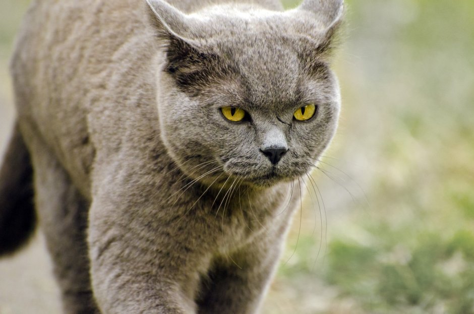 Ирландская кошка