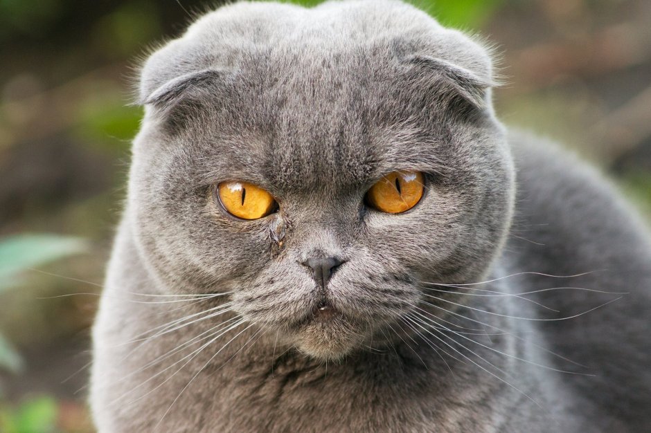 Шотландский вислоухий кот серый