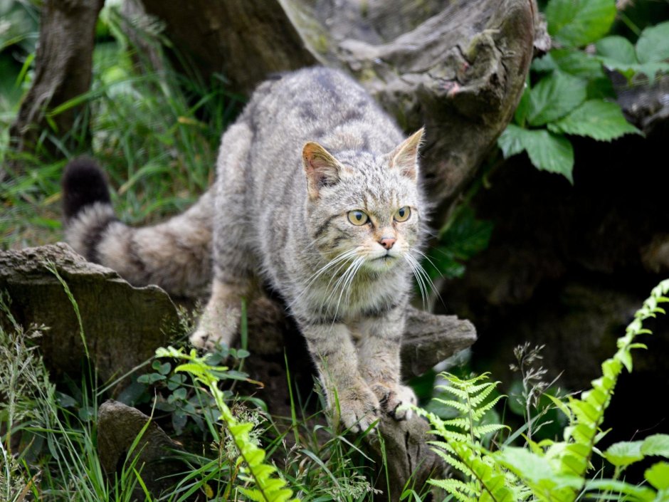 Шотландская Лесная кошка