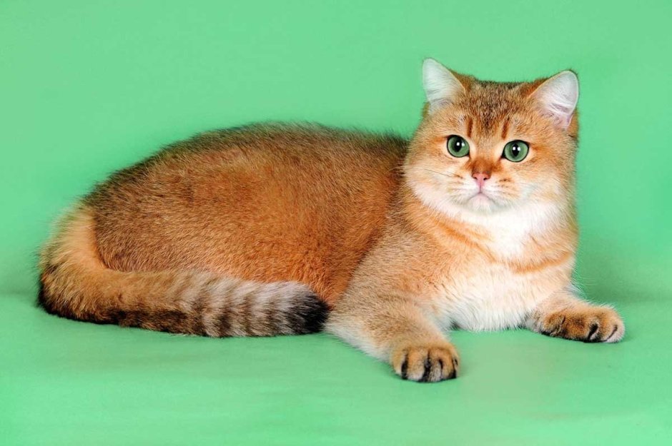 Британская Золотая шиншилла Манчкин