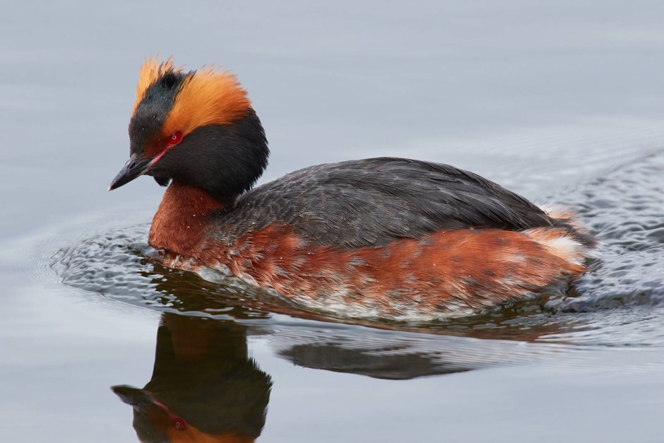 Красношейная поганка (Podiceps auritus)