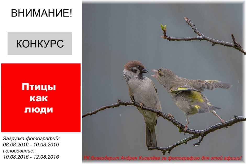 Обыкновенная зеленушка самец