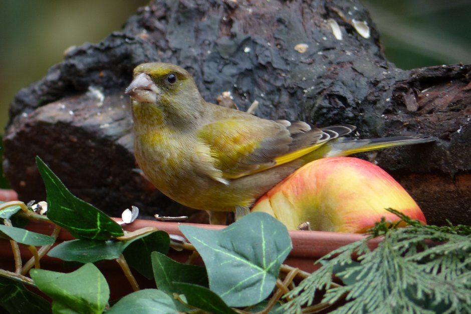 Chloris Chloris снег