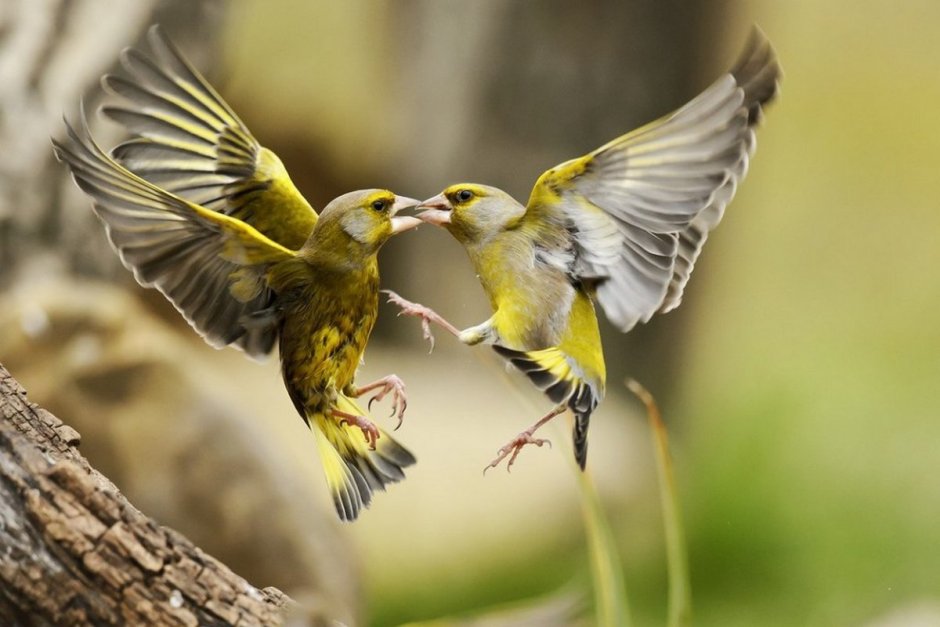 European Greenfinch птица