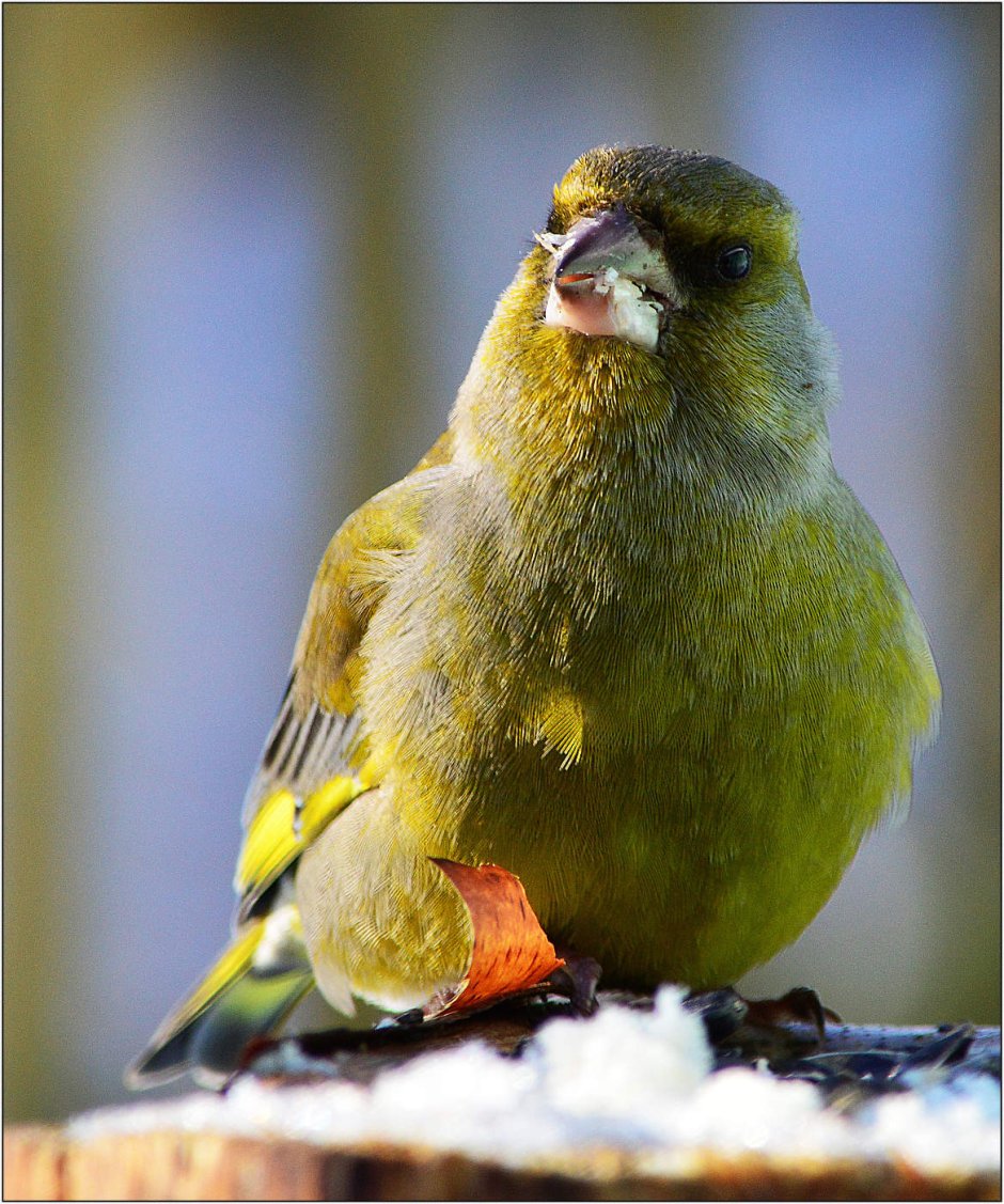Chloris Chloris без лицензии Россия